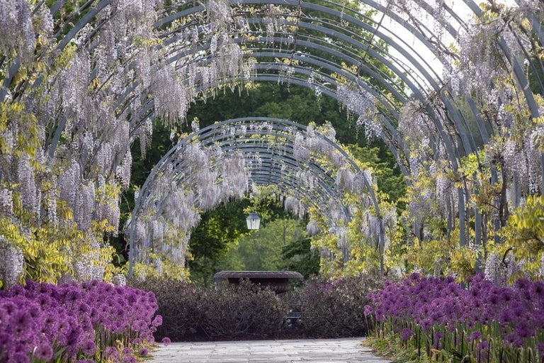 RHS Wisley’s impressive wisteria