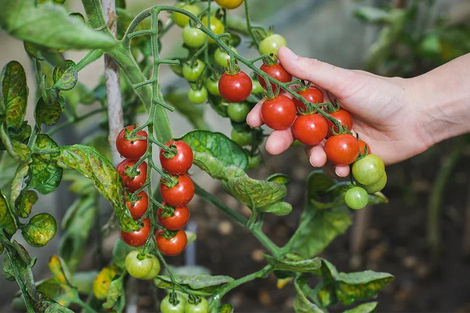 Bush tomatoes