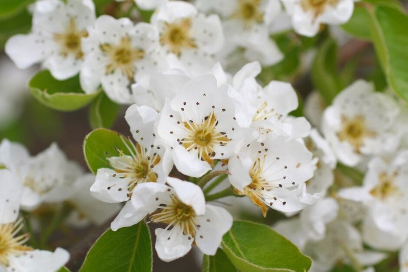How to grow pears | RHS Guide
