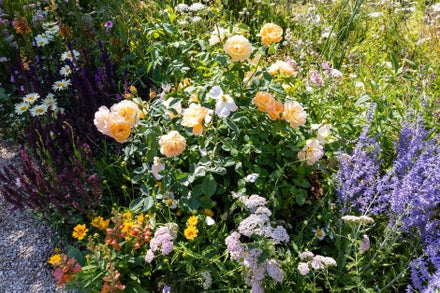 A group of flowers in a garden