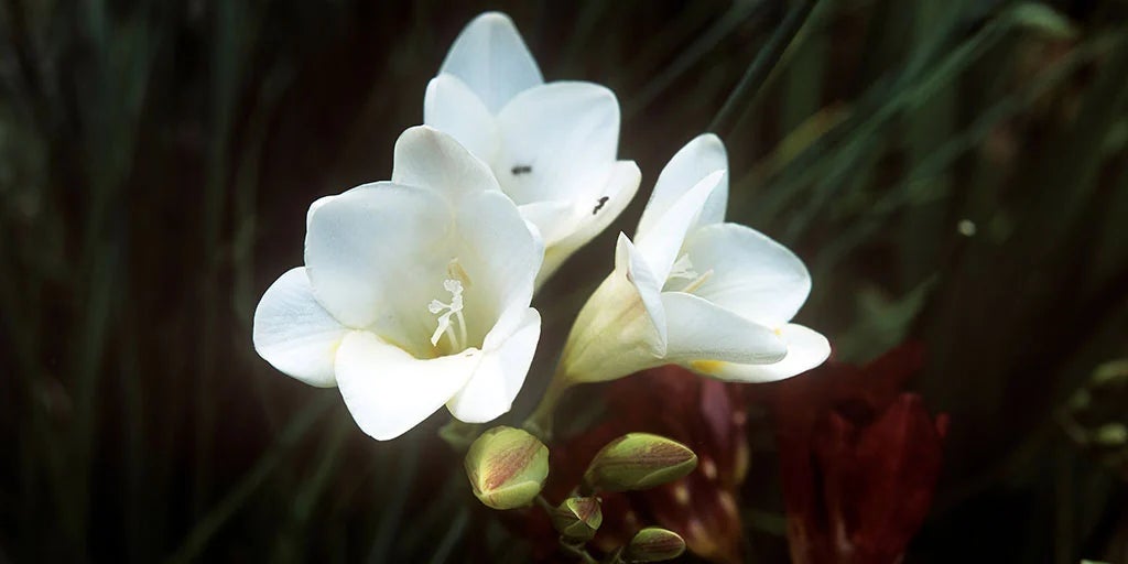 Freesia / RHS Plant Guide
