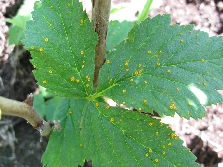 Rust Blueberry Sign Blueberry rust: Causes, Symptoms & Control | RHS Advice