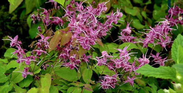 How to grow epimedium