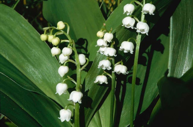 Introducing... lily of the valley