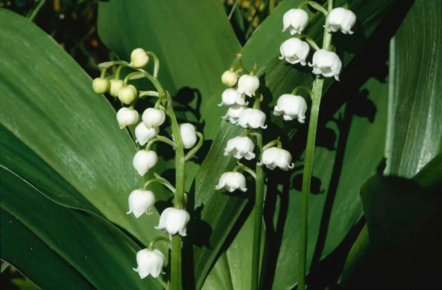 Introducing... lily of the valley
