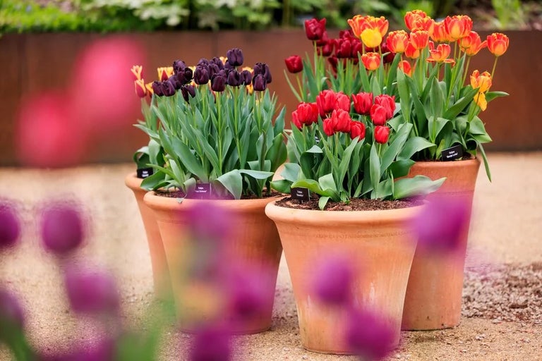 <i>Tulipa</i> (lily and fringed) trial 2024