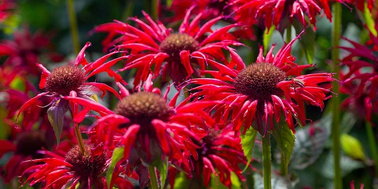 Buy monarda from RHSPlants.co.uk