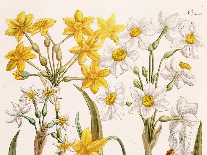 A Host of Golden Daffodils