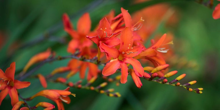 Buy crocosmia from RHSplants.co.uk