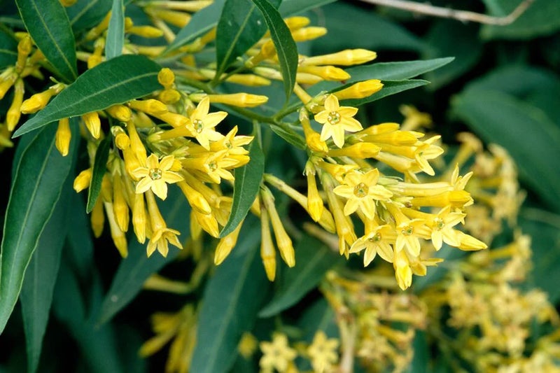 Night fragrance