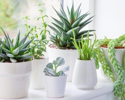 Discover houseplants