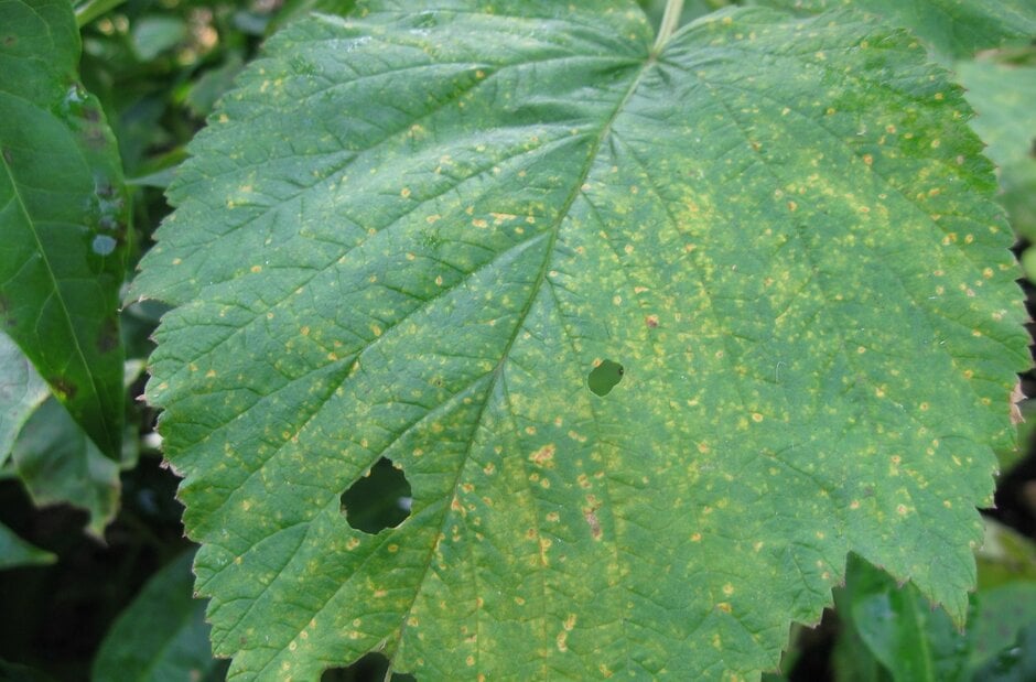 Raspberry rust: Symptoms & Control | RHS Advice