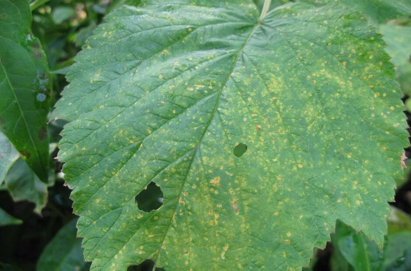 Raspberry rust: Symptoms & Control | RHS Advice