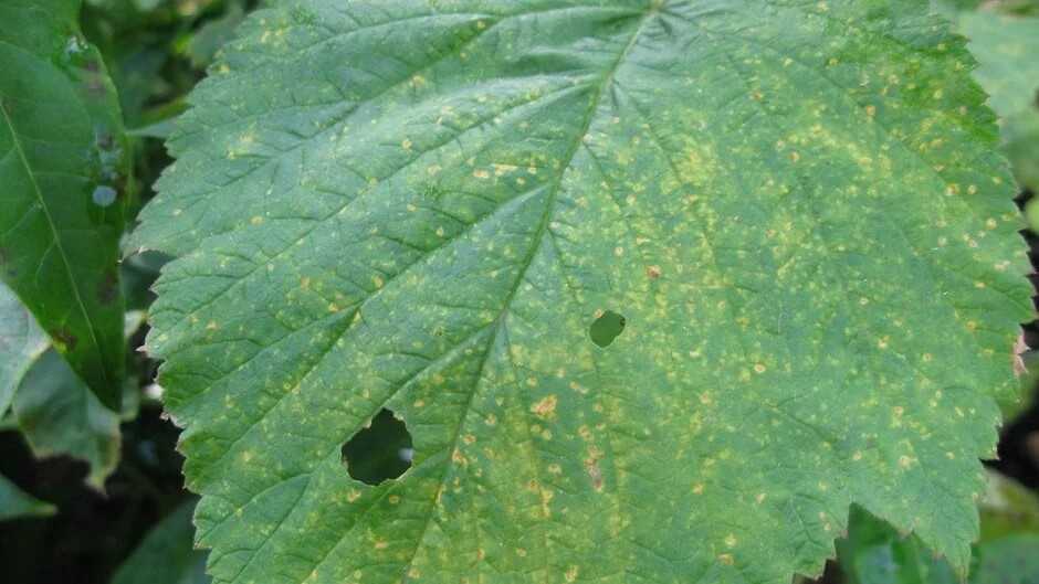 Rust Raspberries Raspberry rust: Symptoms & Control | RHS Advice