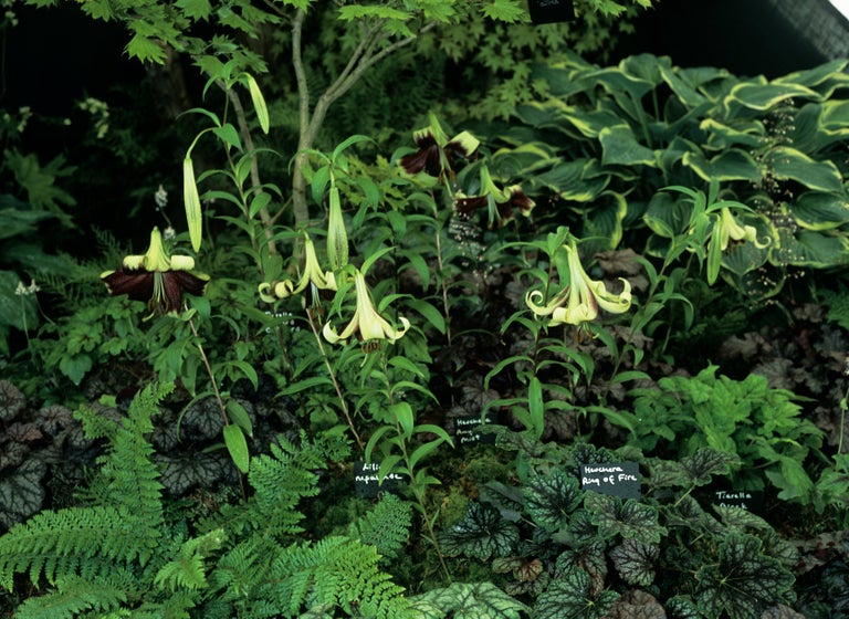Buy lilies from RHSplants.co.uk