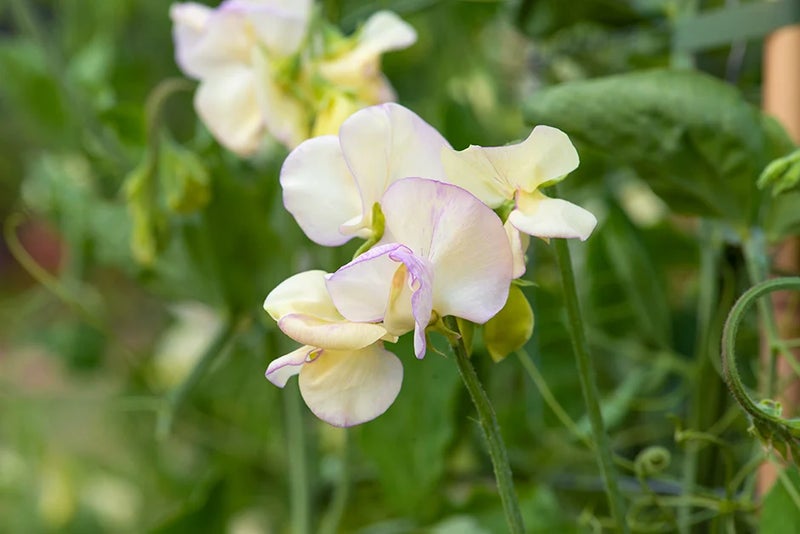 Sweet pea with a difference