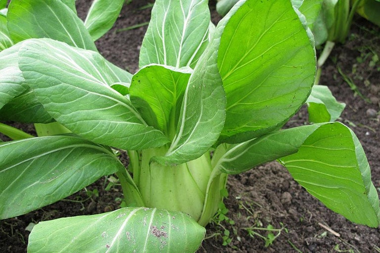 Buy pak choi at RHSplants.co.uk