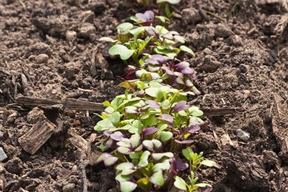 這張圖片展示尤加利修剪指南，教導控制樹木高度並欣賞幼葉的技巧。