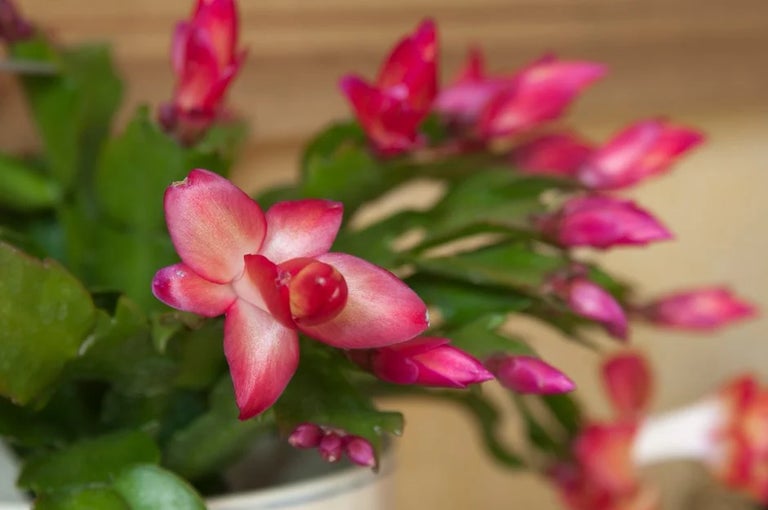 RHS Houseplants hub