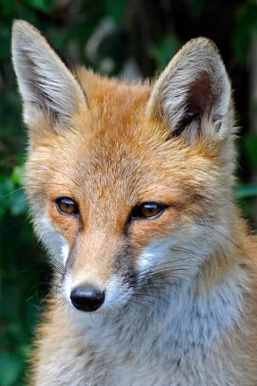 Rabbits in Gardens: Deterrent Tips | RHS Advice