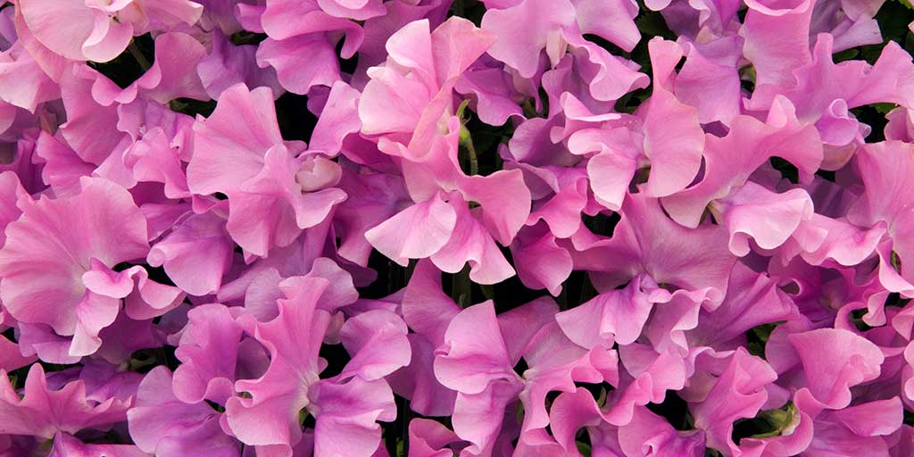 Lanthrys Tree Lathyrus / RHS Plant Guide