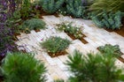 Thumbnail: The Goldcrest Garden: Restoring Habitat, Repairing Climate