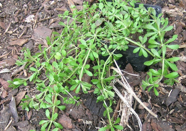 Cleavers
