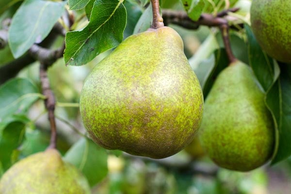 'Beurré Superfin' AGM