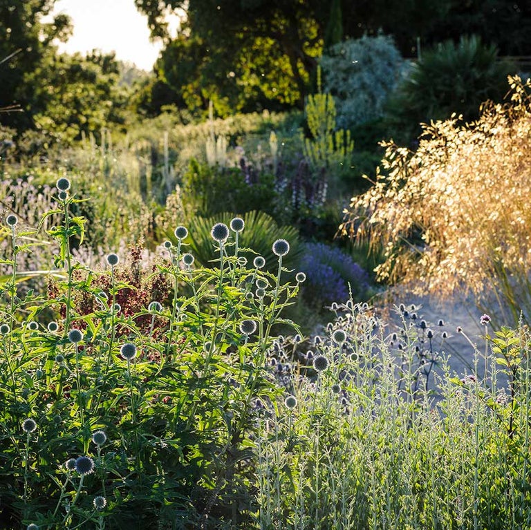 Plants for drought prone gardens: splashes of yellow
