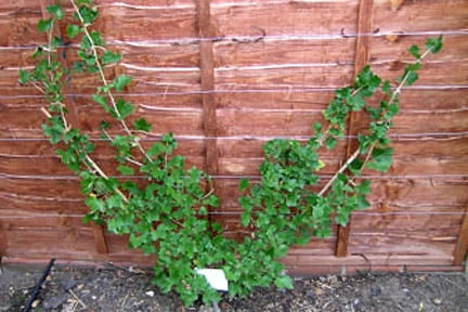 Initial fan training a red currant.