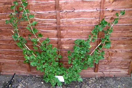 Initial fan training a red currant.