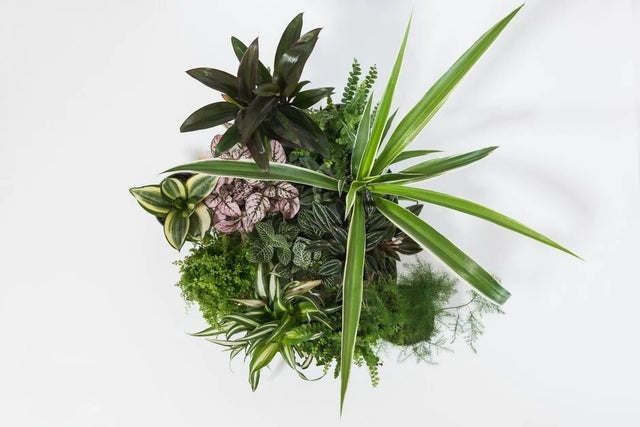 Find a plant online