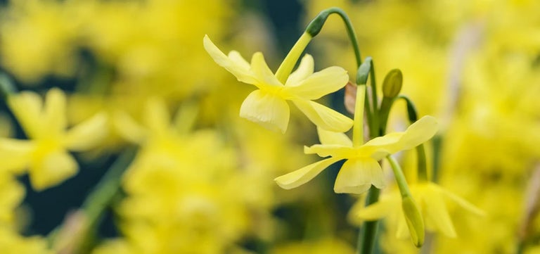 Fragrant front gardens