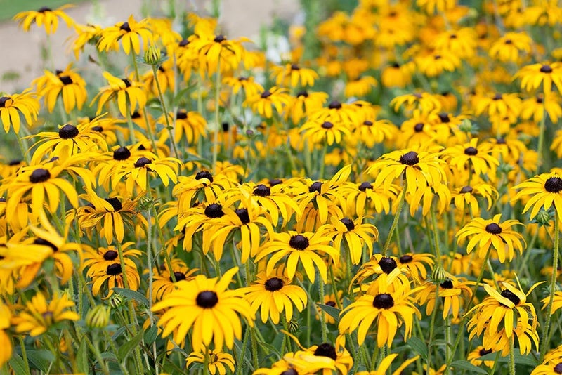 Sunny daisies