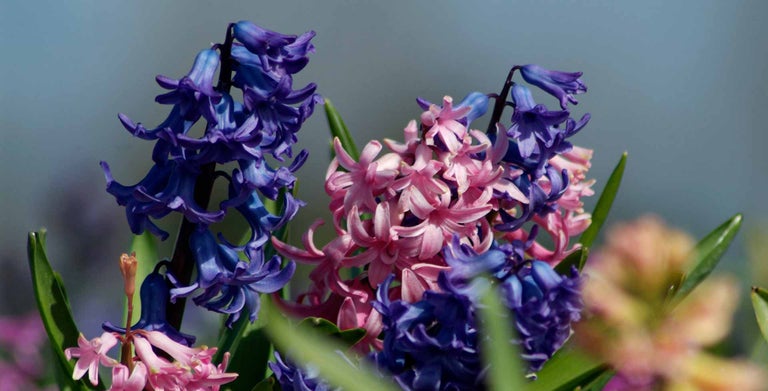 Hyacinth