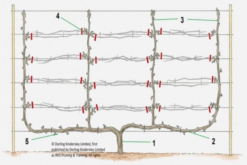 Cordon System Grapes: rod and spur pruning | RHS Advice