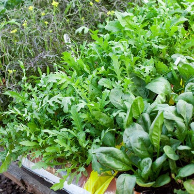 Herbs and salad leaves: growing in grow-bags
