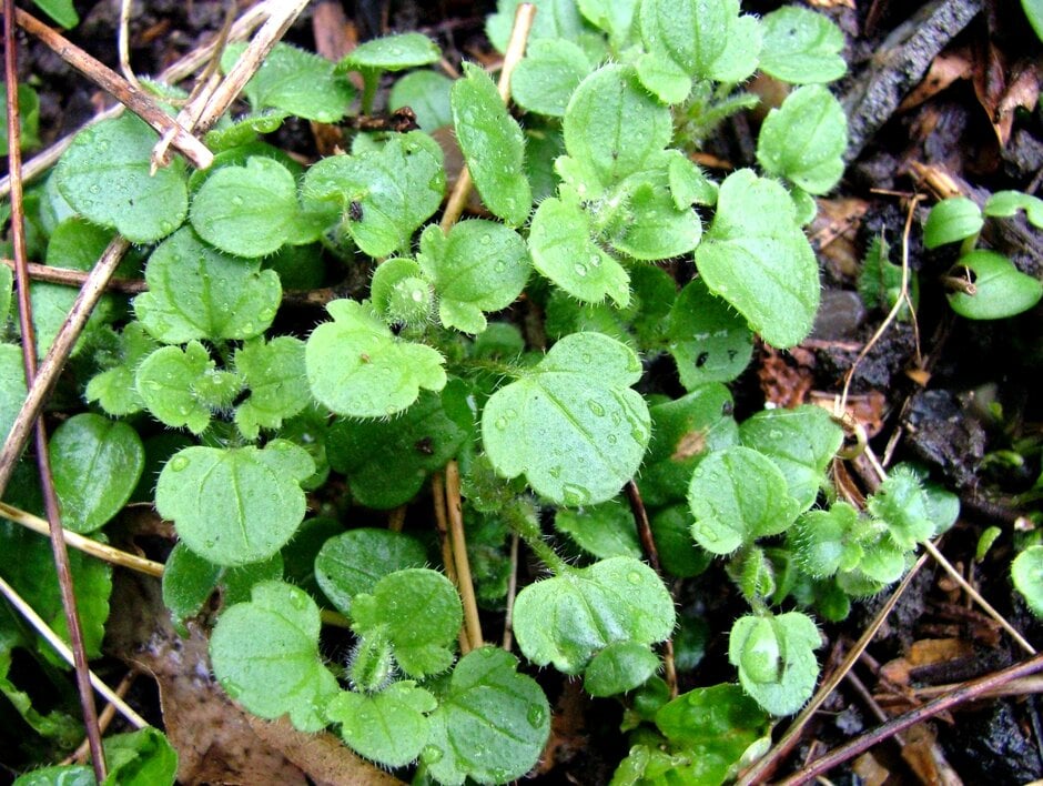 Speedwell | RHS Advice