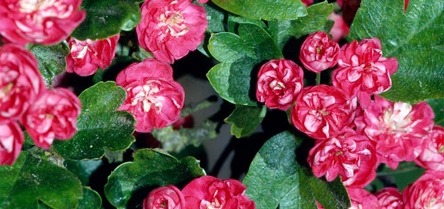 10 award-winning plants for a flowering hedge