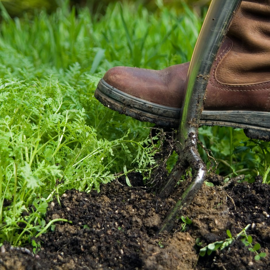 Mushroom compost | RHS Advice