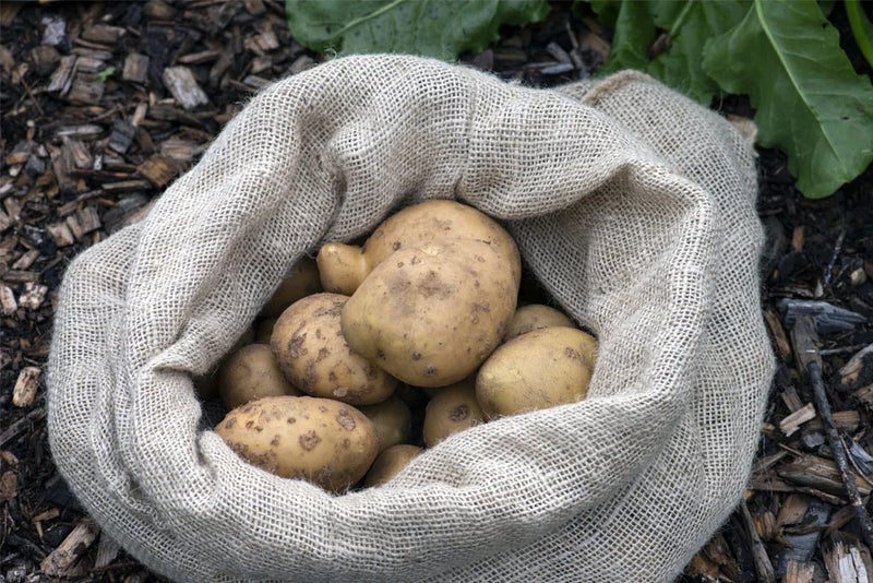 A sack of potatoes