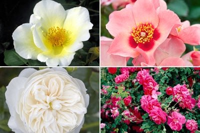Shrub roses / RHS Plant Guide