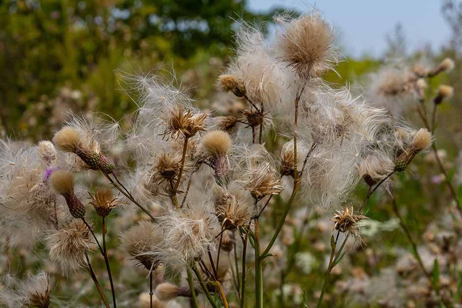 Creeping Thistle | RHS Advice