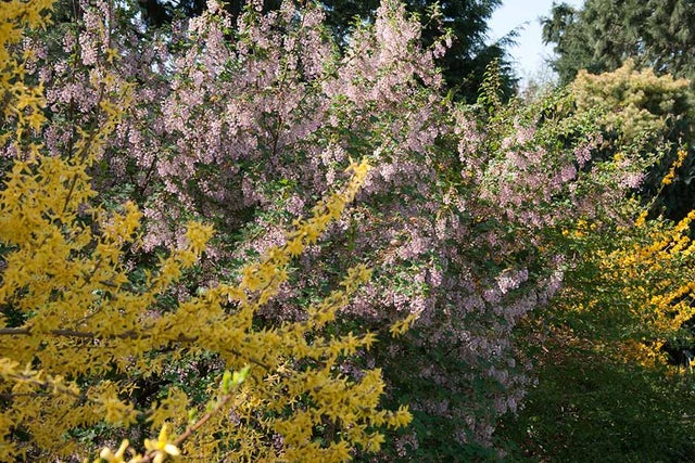 Spring-interest shrubs