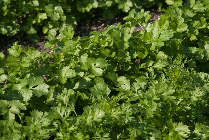 Coriander