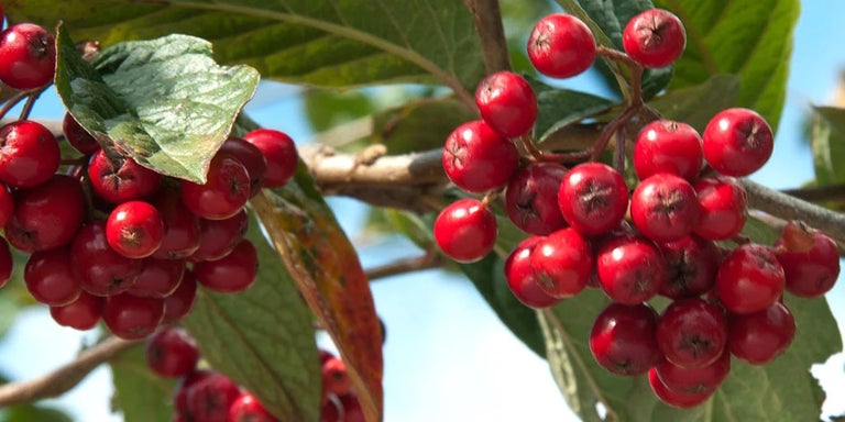 Buy cotoneasters from RHSplants.co.uk