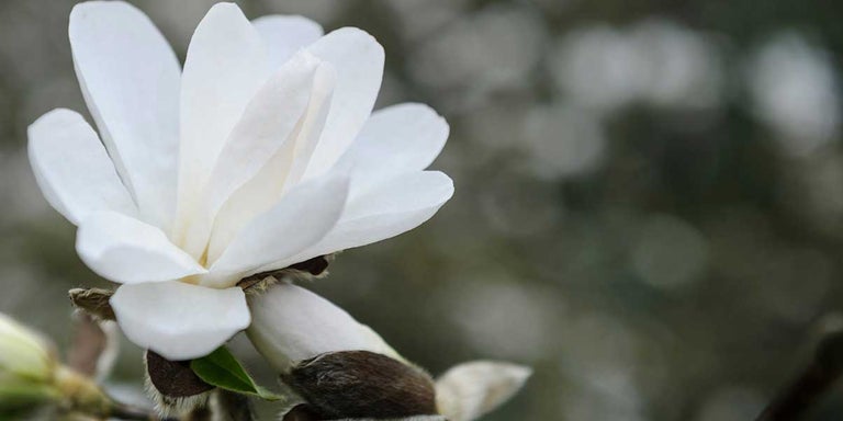 Buy magnolias from RHSplants.co.uk