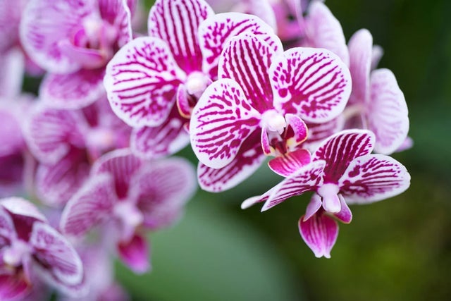 How to care for orchids
