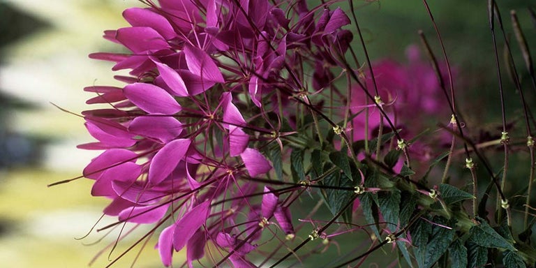 Buy cleomes from RHSplants.co.uk