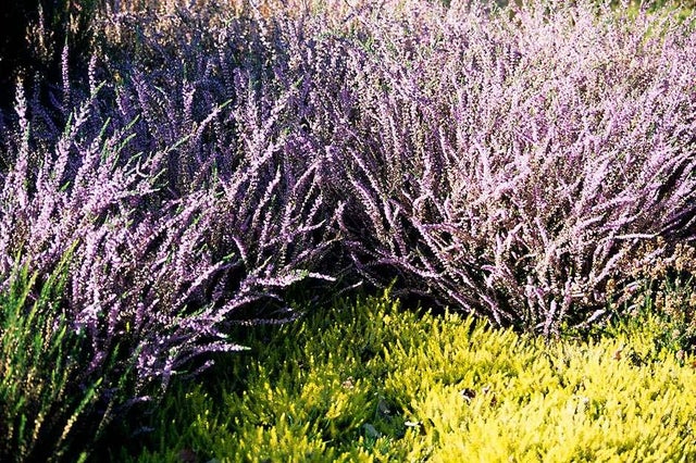 How to grow Heathers